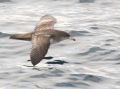 Pink-footed Shearwater